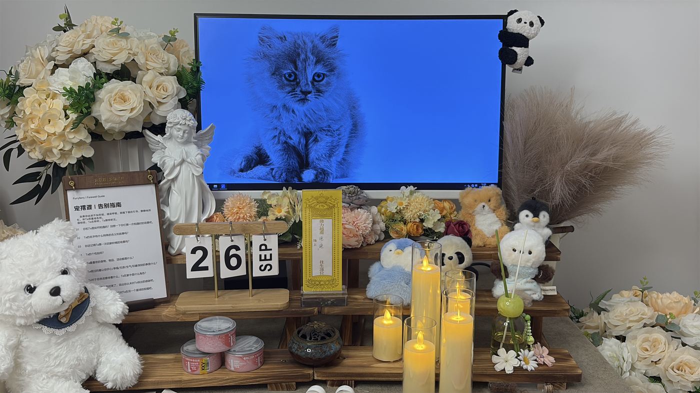 周口宠物上门接回服务：24小时响应流程说明