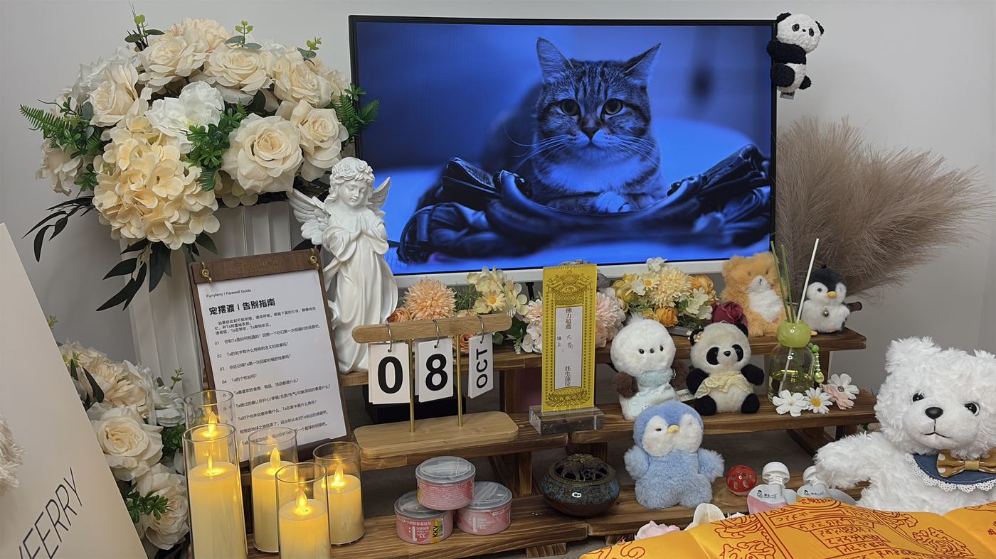 家里还有猫怎么办